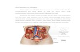 Anatomi Sistem Urinaria