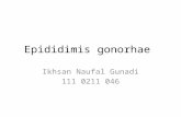 Epididimis gonorhae_ikhsanNafal