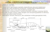 Crustacea kecil (Entomostraca)