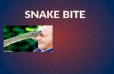 Snake Bite Ppt