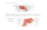 Anatomi Tenggorokan