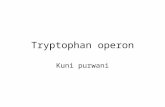 Tryptophan Operon