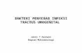 Bakteri Penyebab Infeksi Tractus Urogenital