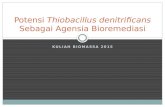 Potensi Thiobacillus Denitrificans Sebagai Agensia Bioremediasi