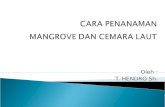 Presentasi Mangrove & Cemara Laut