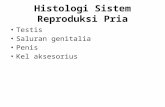 Histologi Sistem Reproduksi Pria