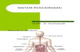 3.4. Anatomi & Fisiologi Pencernaan