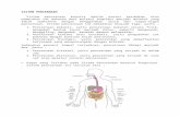 Biologi Pencernaan + Metabolisme