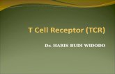 L5 T Cell Receptor (TCR) 2013 (1).ppt