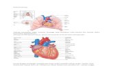 Anatomi jantung dk1