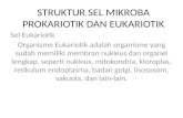 Struktur Sel Mikroba Prokariotik Dan Eukariotik