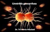 Uretritis Gonorrhea