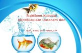 Identifikasi Dan Taksonomi Ikan Ikhtiologi