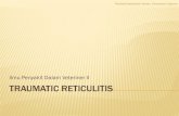 Traumatic Reticulitis.pdf