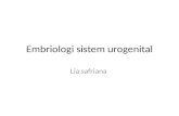 Embriologi Sistem Urogenital