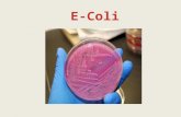 e-coli ppt.pptx