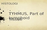 histologi timus