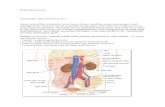 Kidney Anat n Pysio report