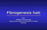 Fibrogenesis hati