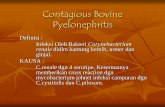 Pertemuan 4 - Contagious Bovine Pyelonefritis