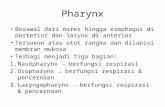 Pharynx Dan Eosophagus