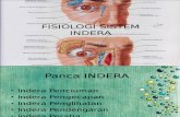 Fisiologi Sistem Indera