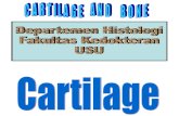 Cartilage and Bone - Nini