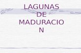 Lagunas de Maduracion