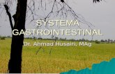 Systema Gastrointestinal
