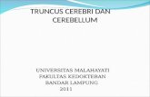Truncus Cerebri & Cerebellum