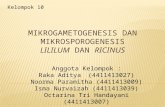 Kelompok 10 Mikrogametogenesis Dan Mikrosporogenesis Lilium Dan Ricinus