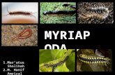 Bio Myriapoda Kel 4