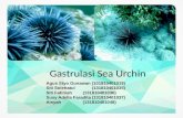 gastrulasi sea urchin.pptx