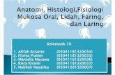 Anatomi, Histologi,Fisiologi Mukosa Oral, Lidah,Faring, Laring