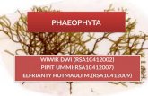 phaeophyta ppt