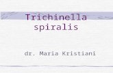 trichinella spiralis