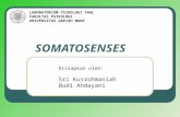 8-SOMATOSENSES (PERABAAN)