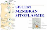 Sistem Membran Sitoplasmik