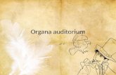 Organa Auditorium