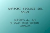 Kuliah Anatomi Biologi Sel Saraf UNMUHA