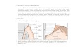 Anatomi Jaringan Periodontal