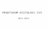 Ppt Histologi Cvs