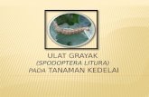 Ulat grayak (Spodoptera litura).pptx