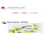 2 BS Ekspresi Gen