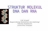 2.Struktur Molekul Dna Dan Rna