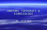 Anatomi Topografi Dan Kiseologi