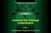 Sistem Endokrin 3