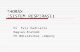 Anatomi Thorax Respirasi
