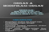 Biologi Perkembangan - Organ & Modifikasi Organ Tumbuhan