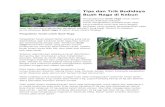 Tips dan Trik Budidaya Buah Naga di Kebun.pdf